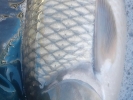a_1